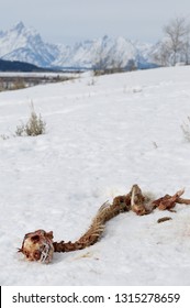 Coyote carcass on snow in Buffalo Valley Wyoming with Grand Teton peaks in winter
