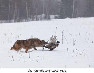 Coyote chasing a ring necked pheasant rooster.  Soft focus of predator and prey.  Wintry mist in Minnesota - Powered by Shutterstock