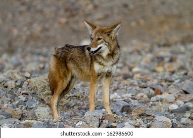 1,941 Mojave Desert Wildlife Images, Stock Photos & Vectors | Shutterstock