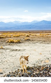 Coyote, Death Valley National Park, California, USA