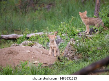 Coyote At Den, In The Wild