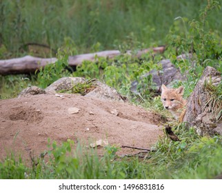 Coyote At Den, In The Wild