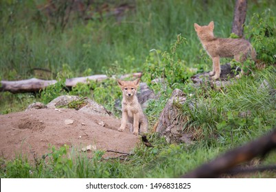 Coyote At Den, In The Wild