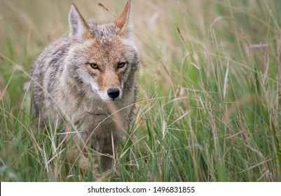 Coyote At Den, In The Wild