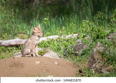 Coyote At Den, In The Wild