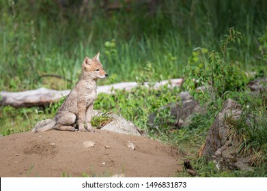 Coyote At Den, In The Wild