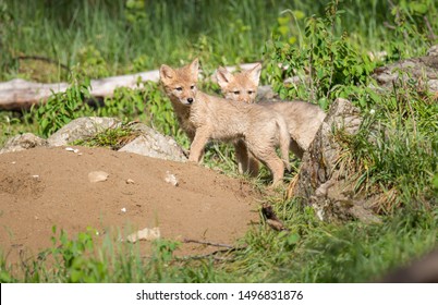 Coyote At Den, In The Wild