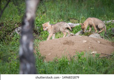 Coyote At Den, In The Wild