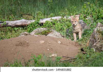 Coyote At Den, In The Wild