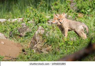 Coyote At Den, In The Wild