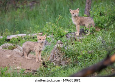 Coyote At Den, In The Wild