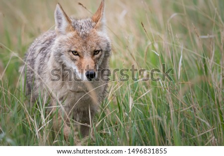 Coyote at den, in the wild