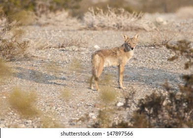 A Coyote In The Desert.