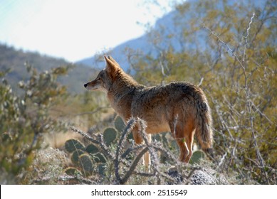 Coyote, Desert Museum, Tucson, Arizona