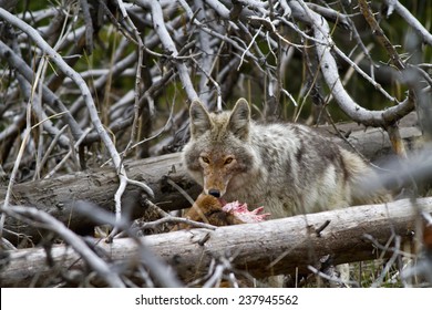 Coyote Eating A Baby Elk It Killed