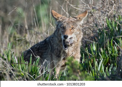 Coyote Eating A Gopher Om Nom Nom