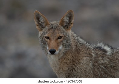 Coyote Face
