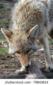 A Coyote Feeding Close Up 