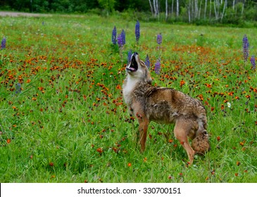 Coyote in field of wildflowers howling with head thrown back.