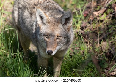 A coyote in a grassy area