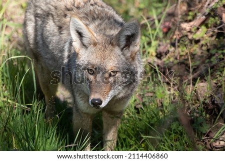 A coyote in a grassy area