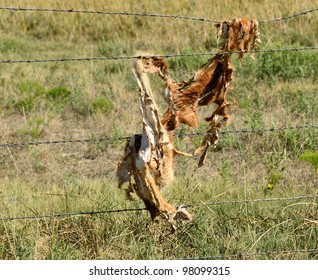 Coyote Hide On Fence Stock Photo 98099315 | Shutterstock