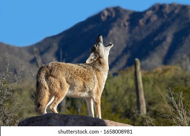 Coyote Howling In Arizona Desert