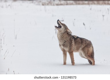 Coyote howling, with feathers noted in his mouth from his prey.  Freezing rain creates a mournful feel to this winter image