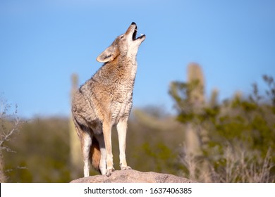 Coyote Howling  On A Rock In Desert