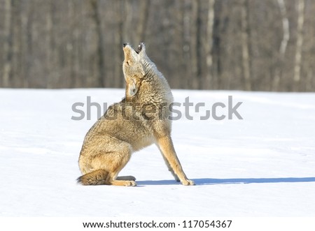 Coyote howling, sitting in snow covered field