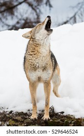 coyote howling in the snow