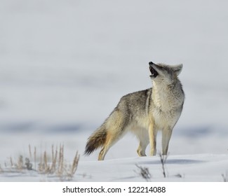 Coyote Howls in Yellowstone