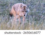 Coyote hunting Yellowstone National Park in USAC