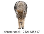 coyote isolated on white background.