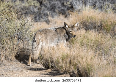 A coyote in Joshua Tree National Park. 