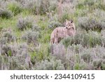 Coyote in the Lamar Valley of Yellowstone National Park