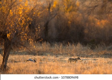 Coyote Looks West In The Morning, Oklahoma Panhandle