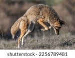Coyote in Mid-Pounce and about to catch a gopher