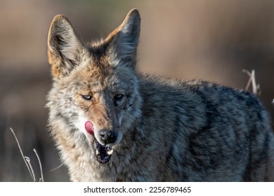 Coyote Mother Licking Her Chops after Eating a Gopher - Powered by Shutterstock