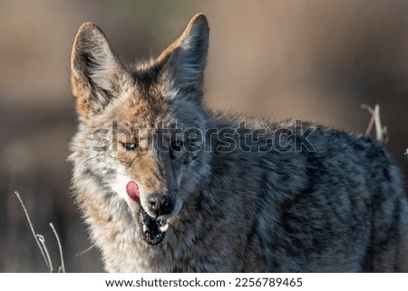Coyote Mother Licking Her Chops after Eating a Gopher