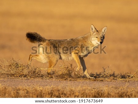 Coyote on the prowl for food
