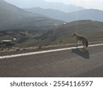 Coyote on the road overlooking a valley in the Rocky Mountian National Park