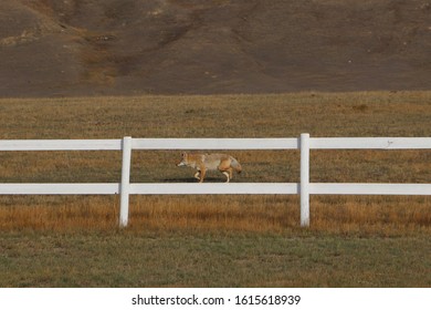 Coyote Fence High Res Stock Images Shutterstock