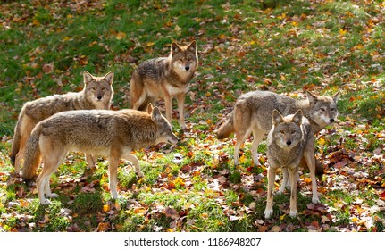 Coyote Pack (Canis Latrans) Standing In A Grassy Green Field In The Golden Light Of Autumn In Canada