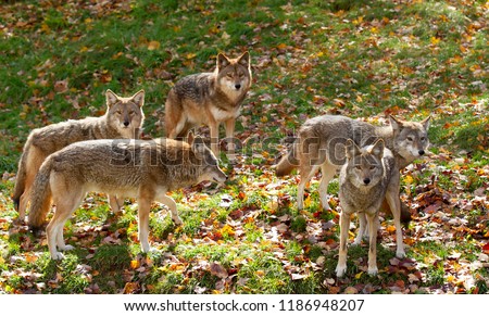 Coyote pack (Canis latrans) standing in a grassy green field in the golden light of autumn in Canada