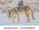 Coyote in park side view portrait 