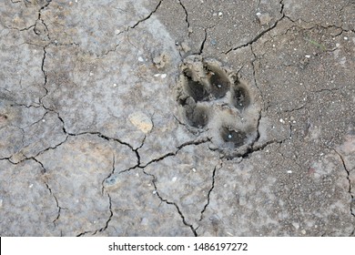 Coyote Paw Print Making Tracks Trying To Find His Next Meal In The Dry Summer Of Madison, Wisconsin.