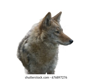 Coyote Portrait Isolated On White Background