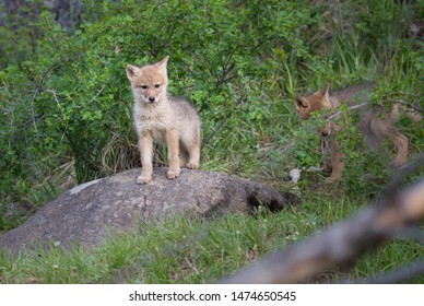 Coyote Pup At Its Den