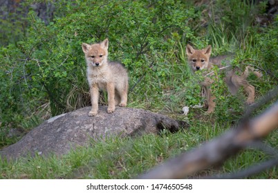 Coyote Pup At Its Den